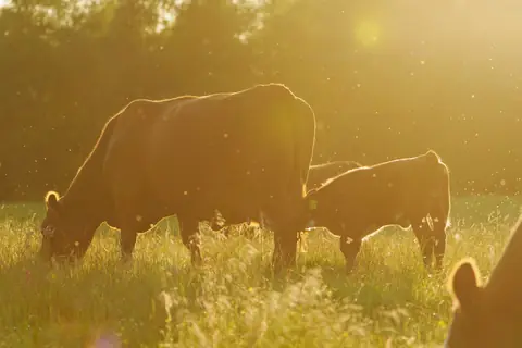 Cattle grazing in tall grass at golden hour