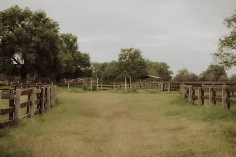 A grassy ranch lane between wooden fences under oak trees