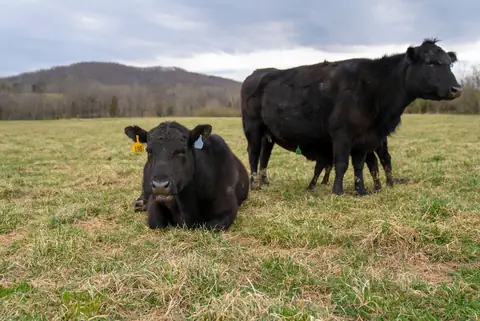 Two black cattle resting in a grassy field